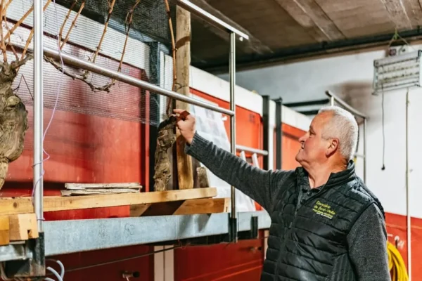 Golden Stones Beaujolais Wine Tasting Tour